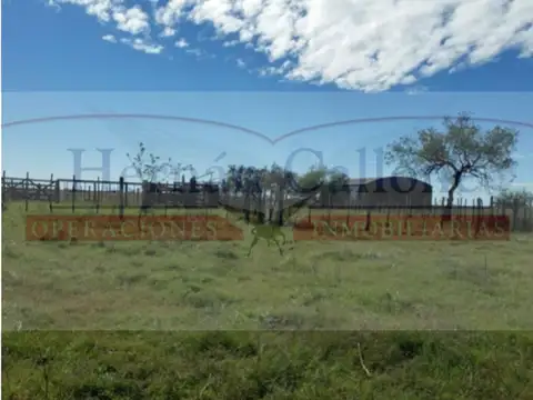 CAMPO DE 255 HAS. EN VENTA EN PEHUAJÓ