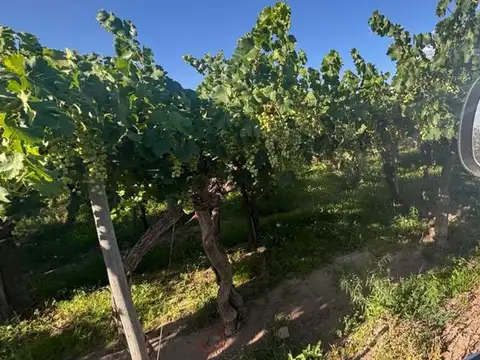 Venta finca 16 Ha. El Mirador Rivadavia Mendoza