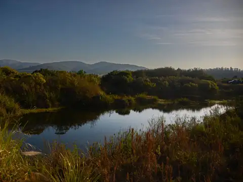 Los olivos 100