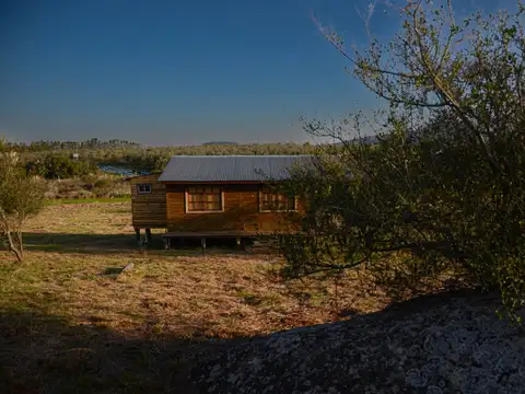 Los olivos 100