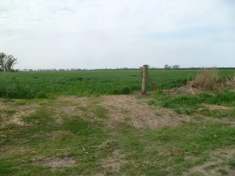 130 Has Zona Lehmann