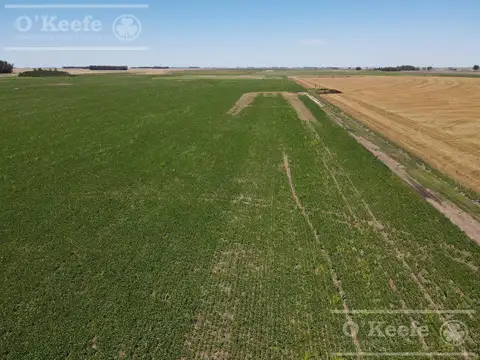 Campo en venta 84 has - 60% Agricola en General Belgrano
