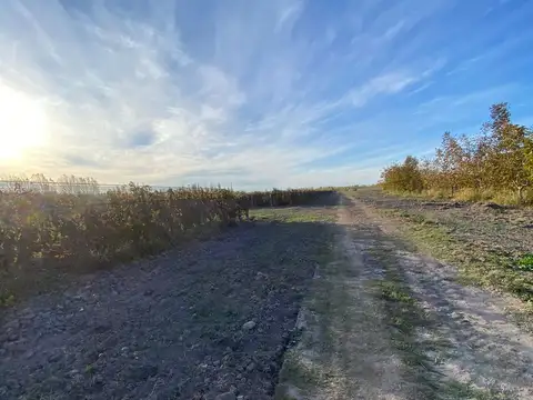 Fincas productivas sobre Ruta 40 - Uco