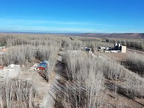 La Forestada 100