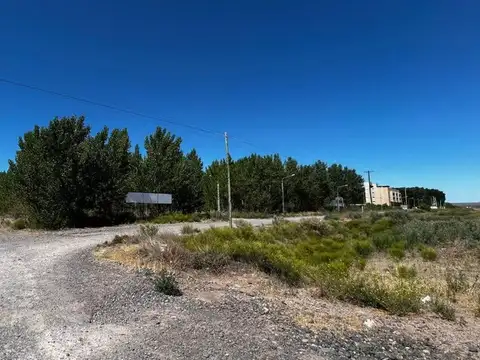 La Forestada 100
