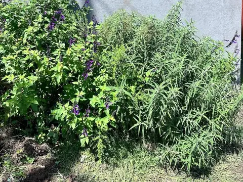 Barrio Vicente Federico 1- Av. Dardo Rocha 3481