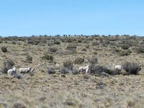 Unidad Económica Productiva para 7.000 lanares y 150 vacunos, permuta y/o financiación.