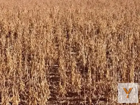 Campo en venta - 1.300 Hectáreas - San Luis