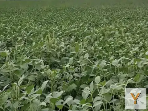 Campo en venta - 1.300 Hectáreas - San Luis