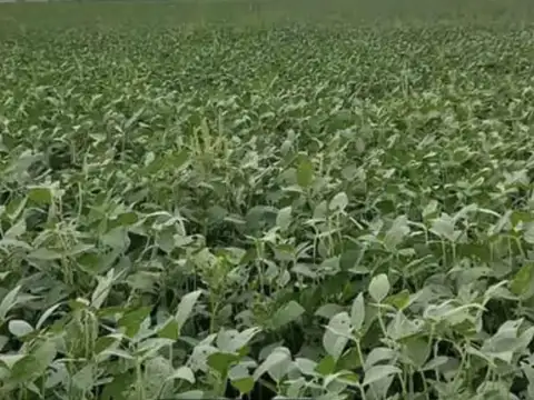 Campo en venta - 1.300 Hectáreas - San Luis