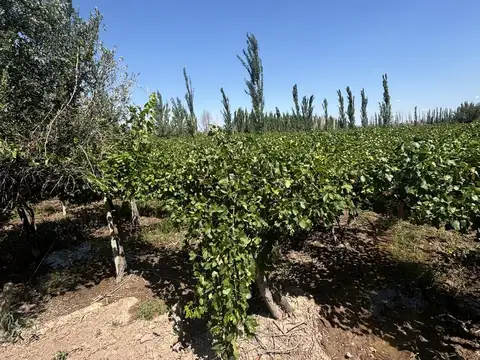 Finca en 3 de Mayo - Lavalle