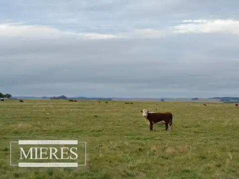 Campo - Venta - Uruguay, Punta del Este