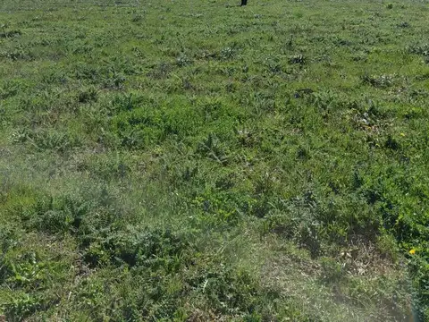 Terreno en Venta de 800,0 m2