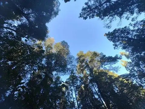 EL COHIUE