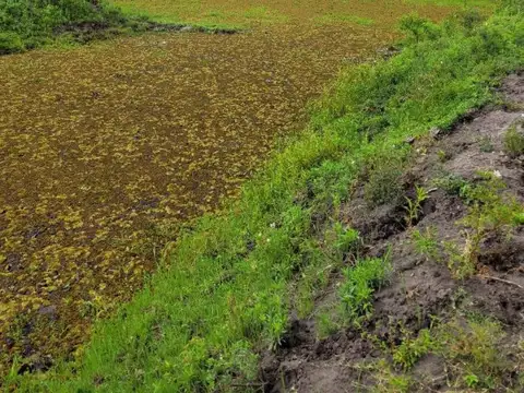 Campo 2250 hect Mixto Arrocero Perugorria Corrientes