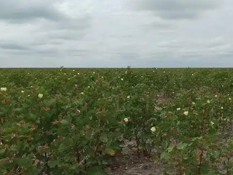 Campo en Venta Agrícola
