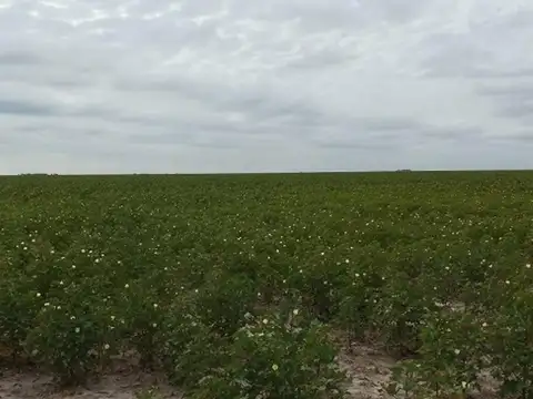 Campo en Venta Agrícola
