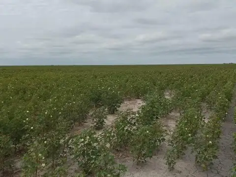 Las Avispas Camino Rural