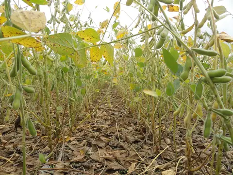Campo en Venta de 918  ha