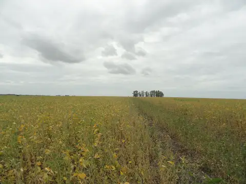 Campo en Venta Ganadero