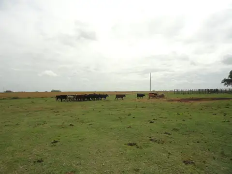 Campo en Venta de 918  ha