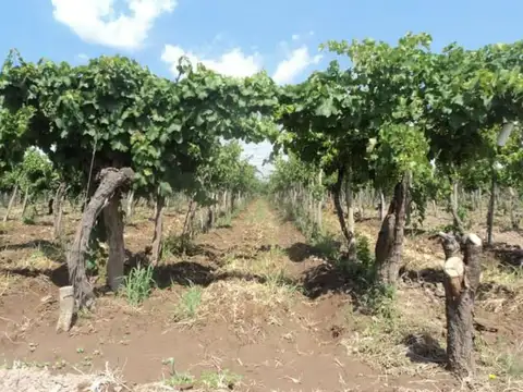 Finca - San Rafael