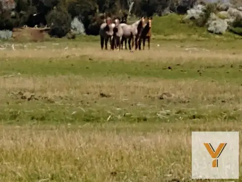 Campo en venta - 893 Hectáreas - Lago San Martín, Tres Lagos, Santa Cruz