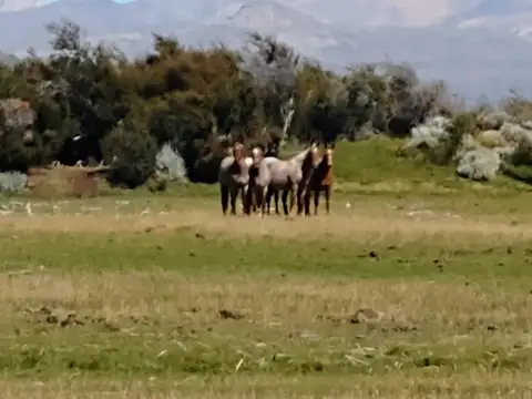 Campo en venta - 893 Hectáreas - Lago San Martín, Tres Lagos, Santa Cruz