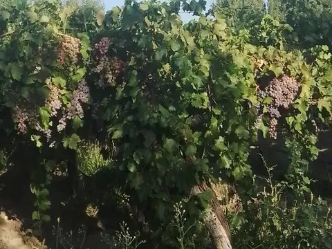 FINCA EN VENTA - LA DORMIDA