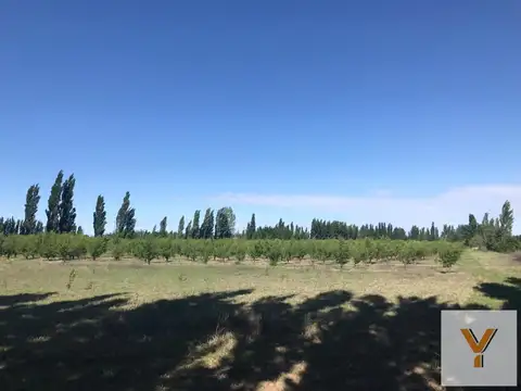 Finca en venta - 4 Dormitorios 2 Baños - Mendoza