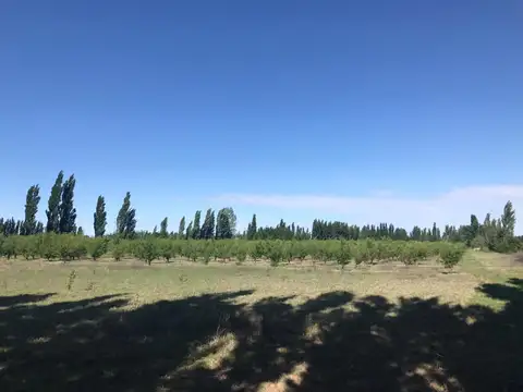 Finca en venta - 4 Dormitorios 2 Baños - Mendoza