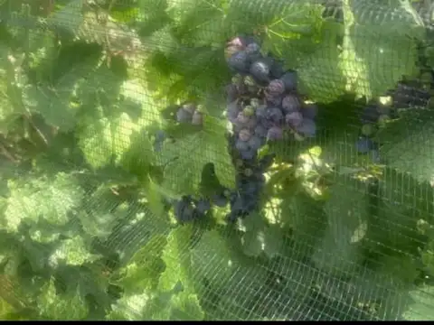 FINCA VITIVINICOLA 25 HA EN SANTA ROSA, MENDOZA