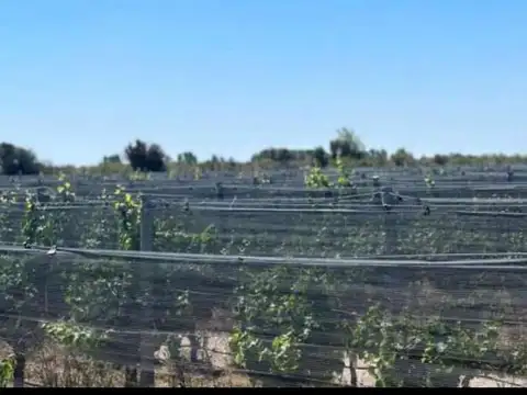 FINCA VITIVINICOLA 25 HA EN SANTA ROSA, MENDOZA
