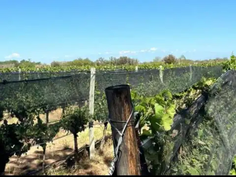 FINCA VITIVINICOLA 25 HA EN SANTA ROSA, MENDOZA