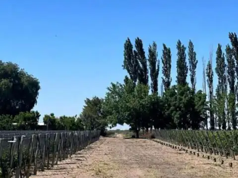 FINCA VITIVINICOLA 25 HA EN SANTA ROSA, MENDOZA