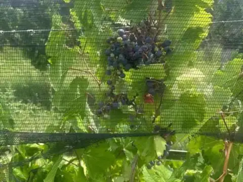 FINCA VITIVINICOLA 25 HA EN SANTA ROSA, MENDOZA