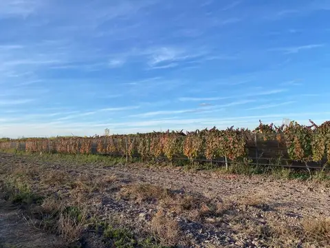 Fincas productivas sobre Ruta 40 - Uco