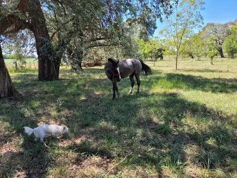 Exaltacion De La Cruz