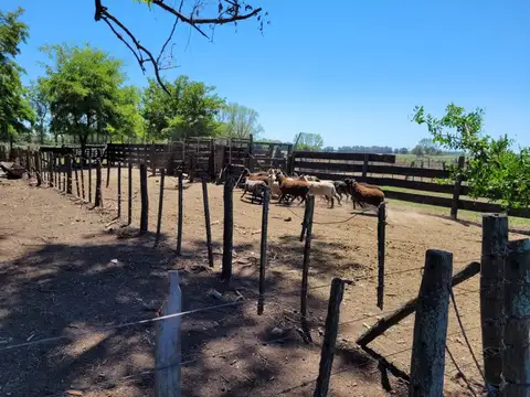 Campo en Venta Agrícola