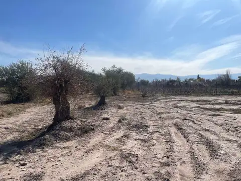 José Matías Zapiola 1300