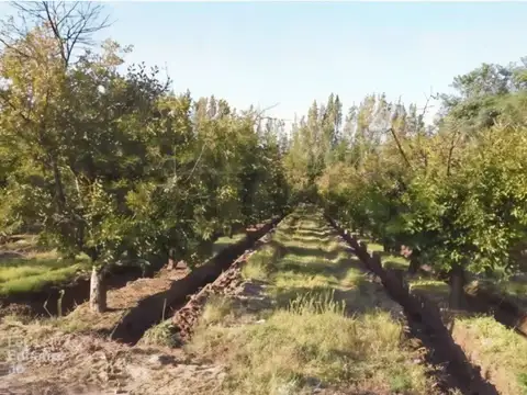 Venta de FINCA en Mendoza