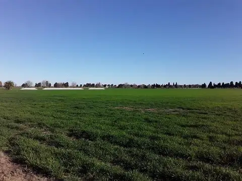 Campo 14 hect Agricolas Ramallo