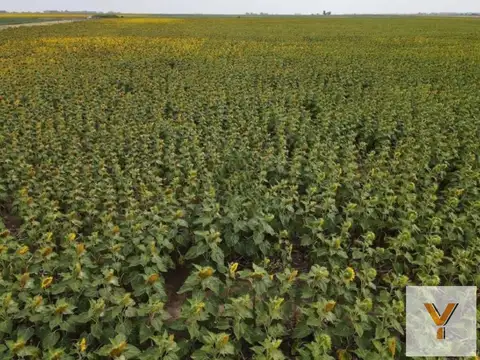 Campo en venta - 10.200.000Mts2 - Realicó