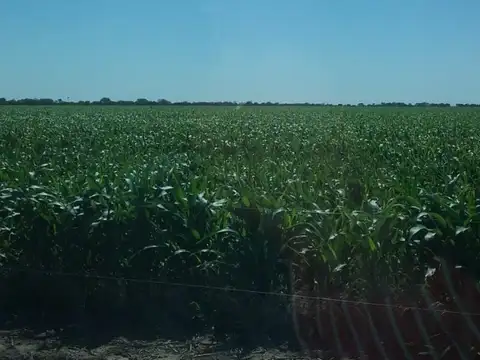 Campo en Venta Agrícola