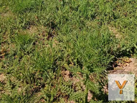 Terreno en Venta 20  mts Frente
