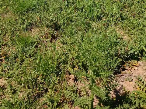 Terreno en Venta 20  mts Frente
