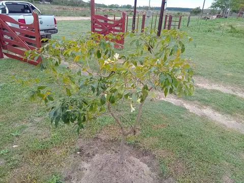 Quinta en Venta con 5 cocheras