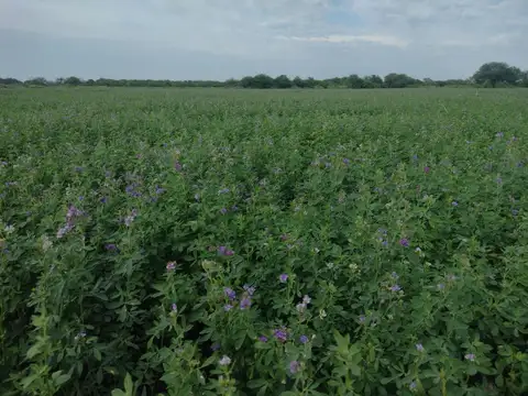 125ha de campo en Colonia Dora, Santiago del Estero
