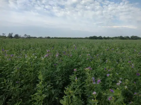 125ha de campo en Colonia Dora, Santiago del Estero