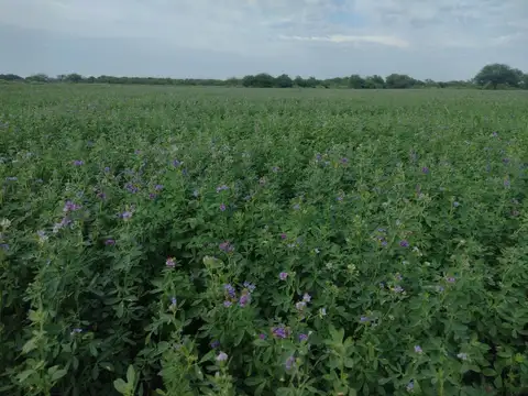 125ha de campo en Colonia Dora, Santiago del Estero